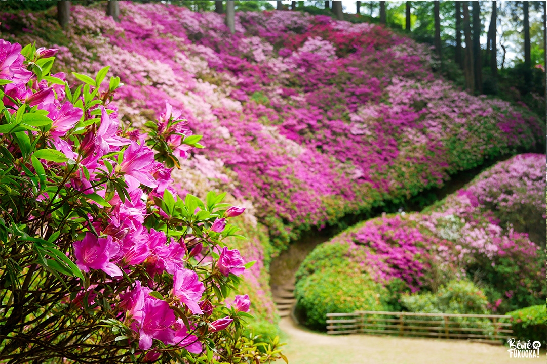 Les azalées du temple Daikôzen-ji, Kiyama, préfecture de Saga