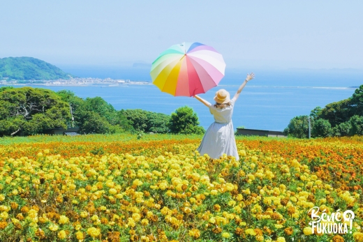 Champ de fleurs au parc de Nokonoshima, Fukuoka
